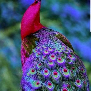 Meet your Posher, Dareen